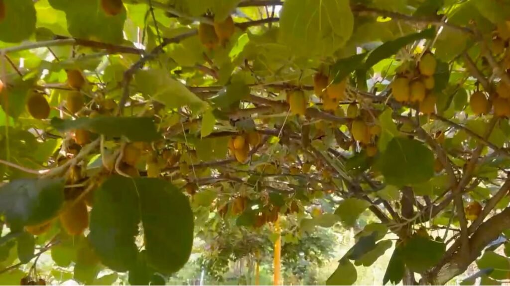 धामी सरकार की योजनाओं से बदली तस्वीर, सेब-कीवी की बागवानी से हर सीजन में 4 लाख तक की अतिरिक्त आय, पौड़ी के दीनदयाल बिष्ट बने आत्मनिर्भरता की मिसाल
